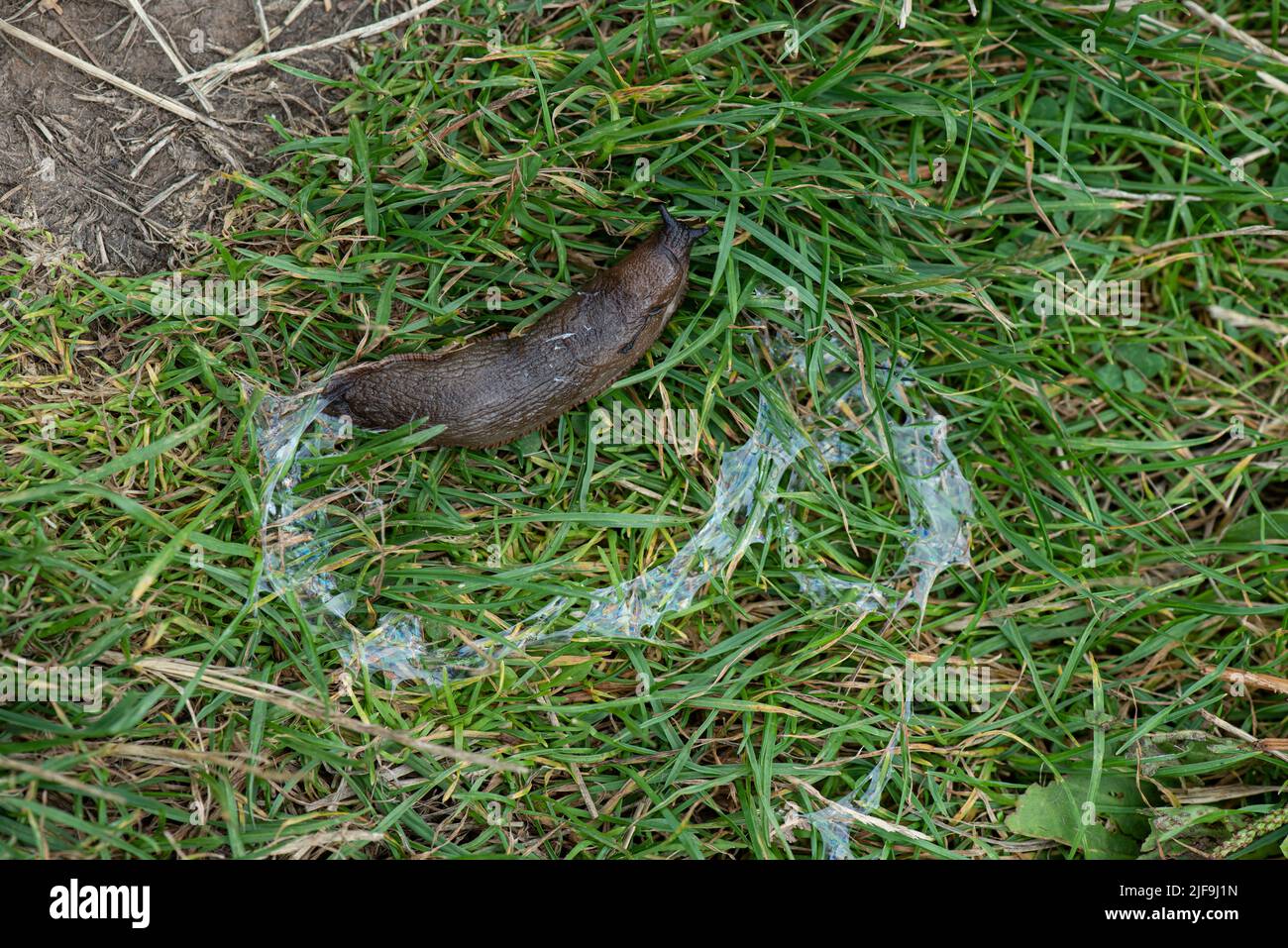 Slug: Arion sp.  with slime trail. Devon, UK Stock Photo