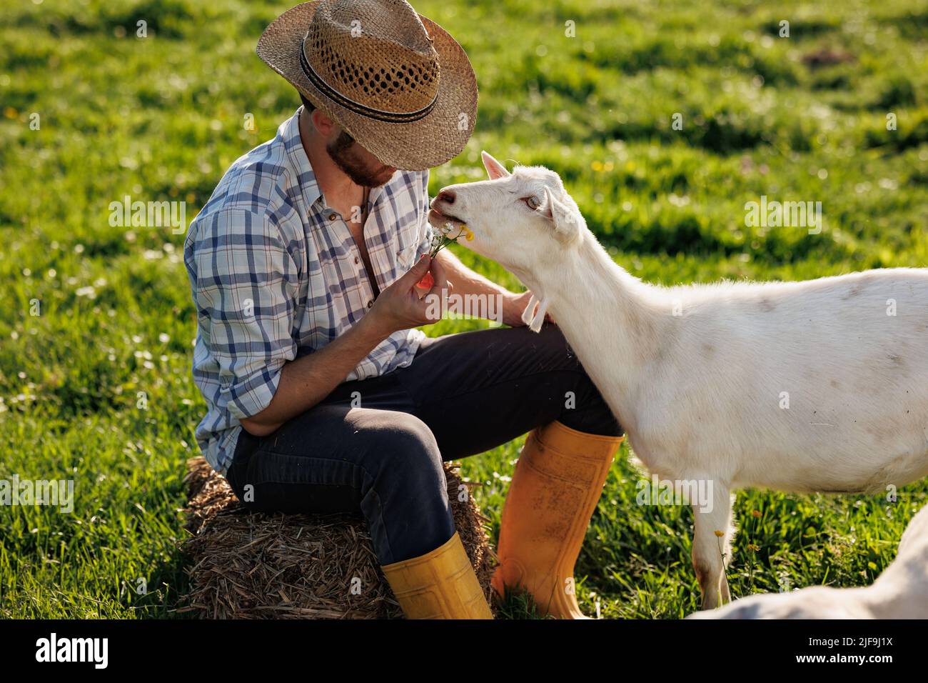 Male farmer taking care of his cute goats. Young rancherman getting pet therapy. Animal husbandry for the industrial production of goat milk dairy Stock Photo