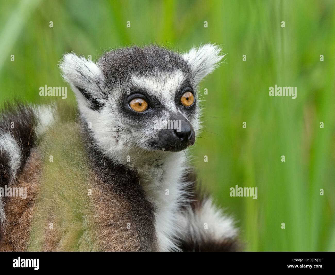 Ring-tailed lemur Lemur catta portrait Stock Photo