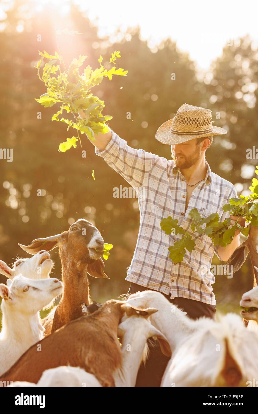 Male farmer feeding goats with fresh green grass on ecological pasture ...