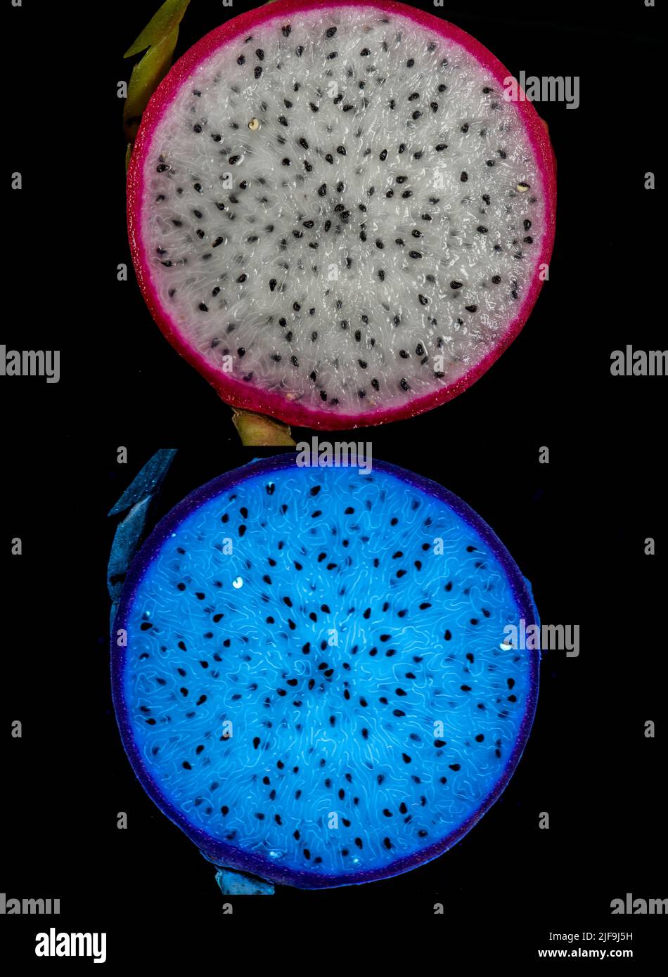 Dragon Fruit Selenicereus sp. - cut section. Visible light and fluorescing in uv light Stock Photo