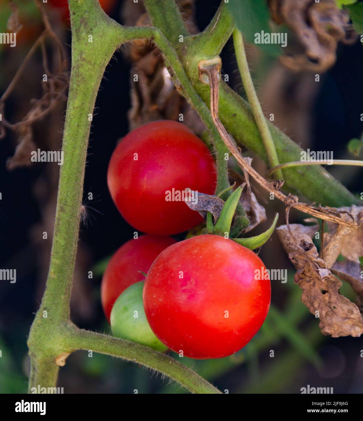 close up view of cherry tomato plants from the organic garden Stock ...