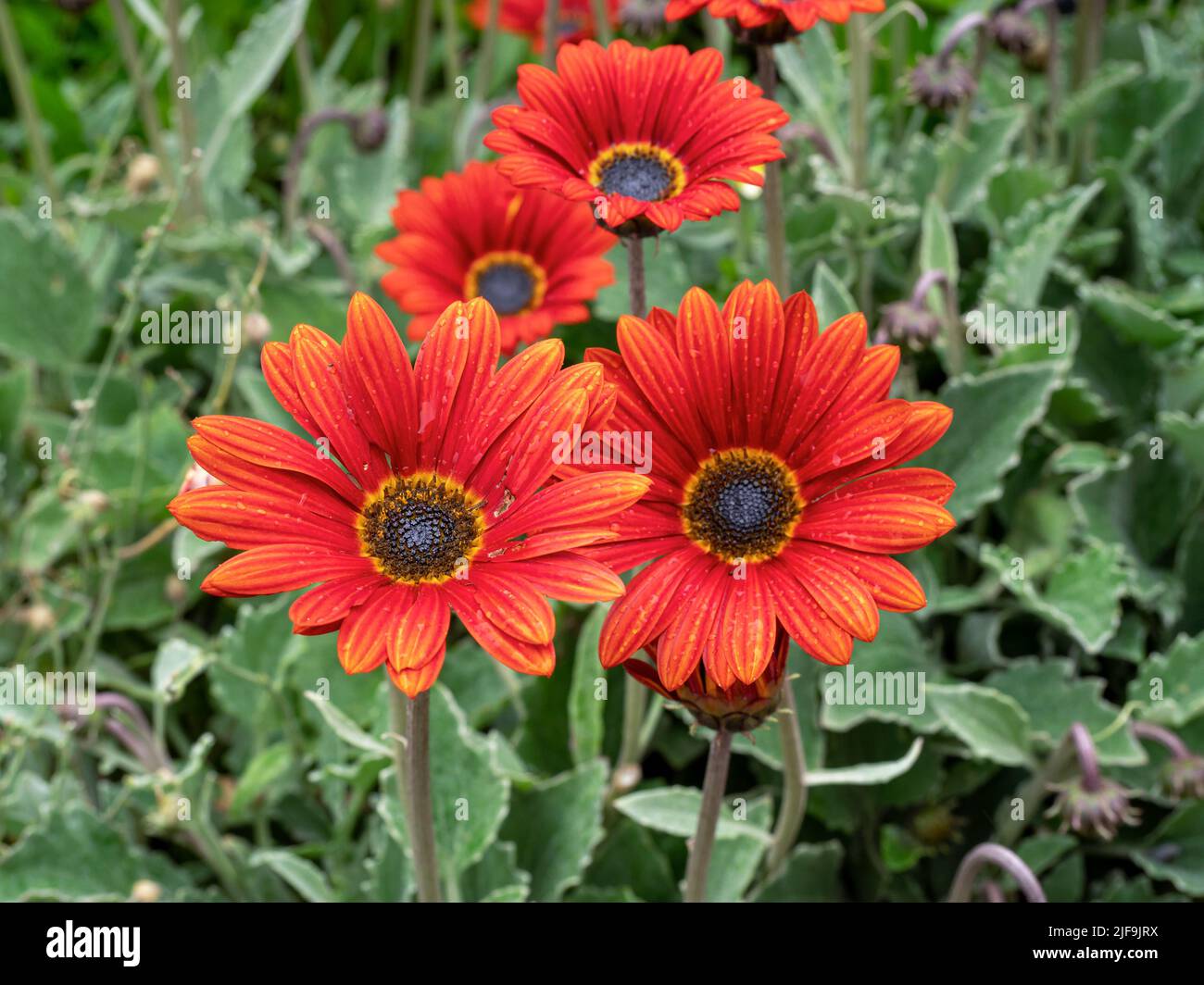 Lovely orange African daisies flowering in a garden Stock Photo