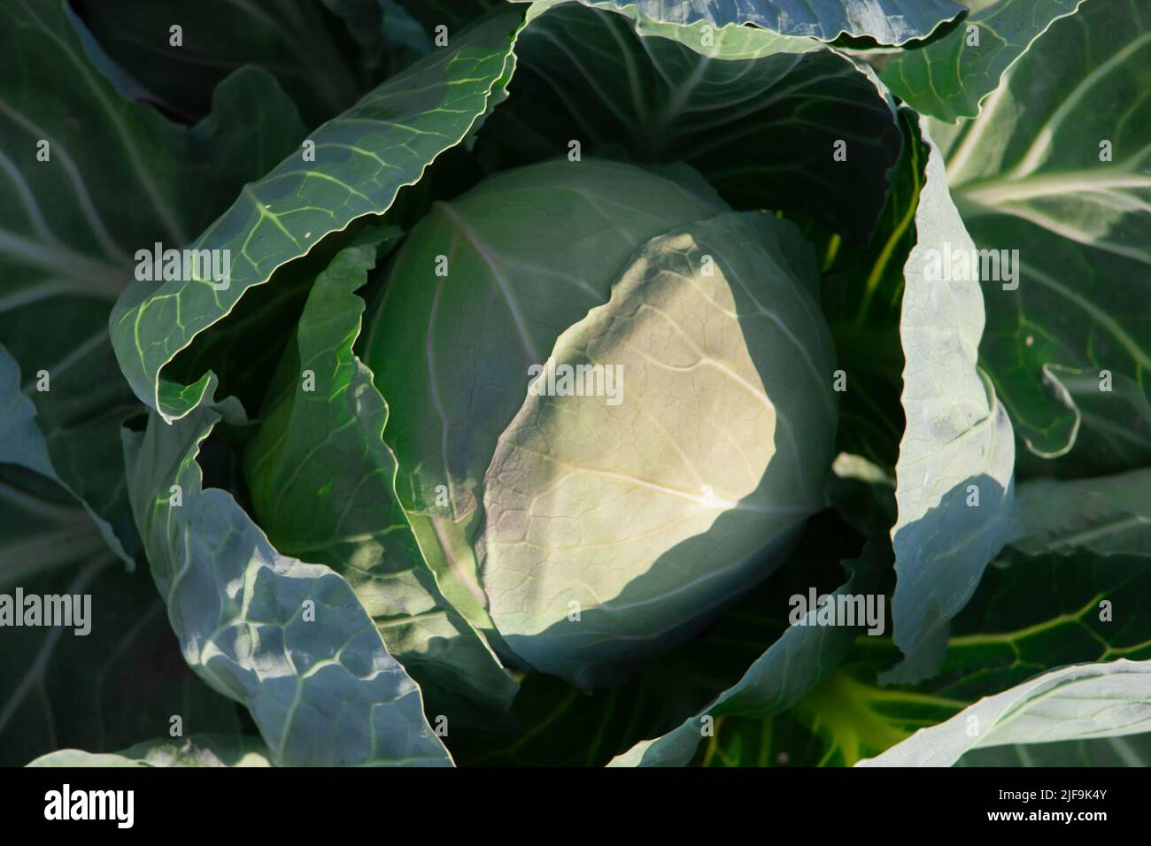 A fresh head of cabbage in the garden. Cabbage crop growth close-up. Stock Photo