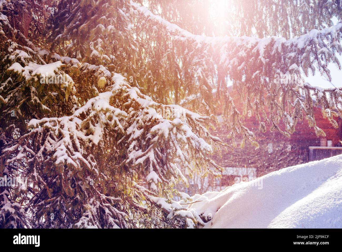 Sunlight going through firs covered with snow over house Stock Photo