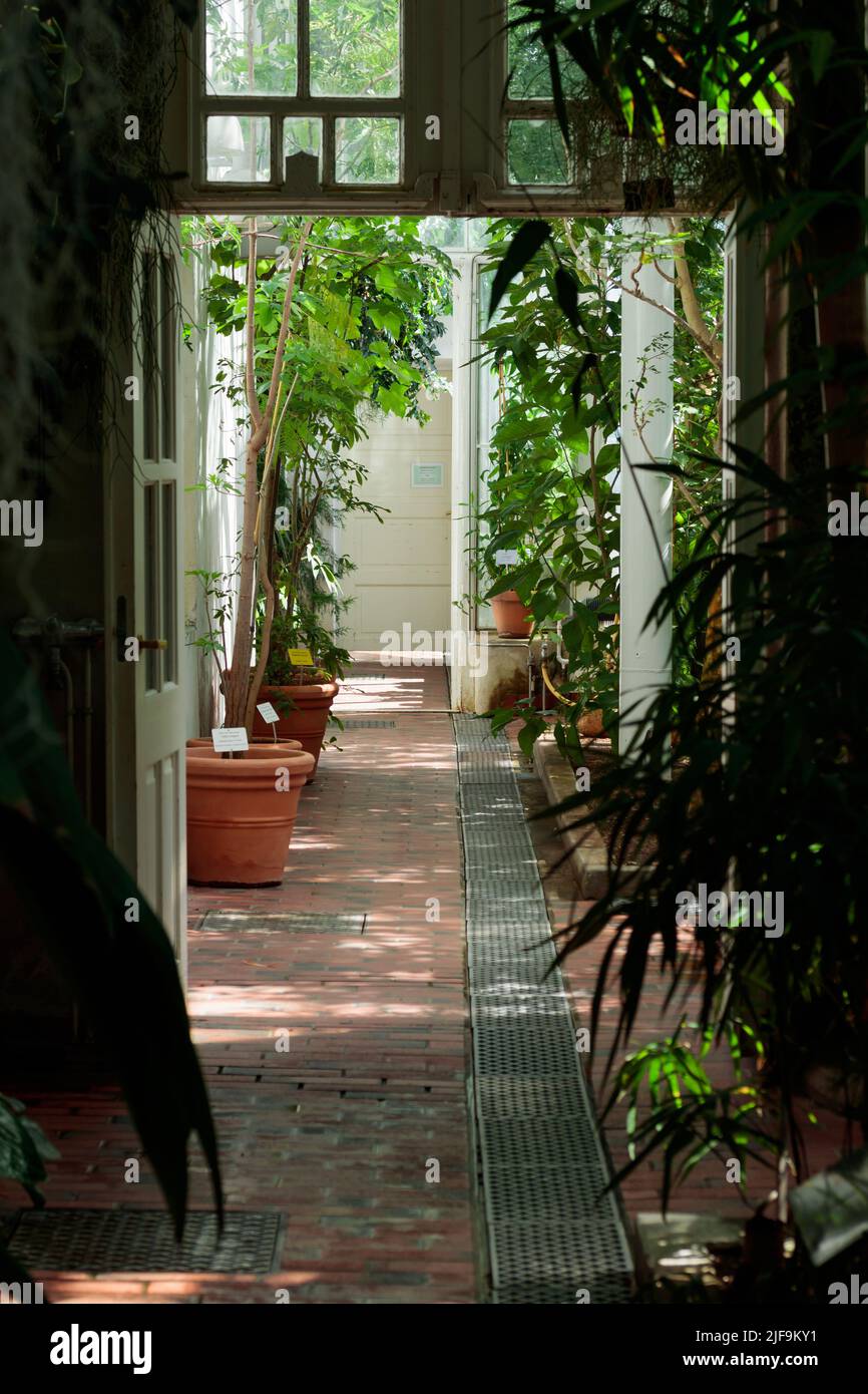 Tropical botanical garden greenhouse inside Stock Photo - Alamy