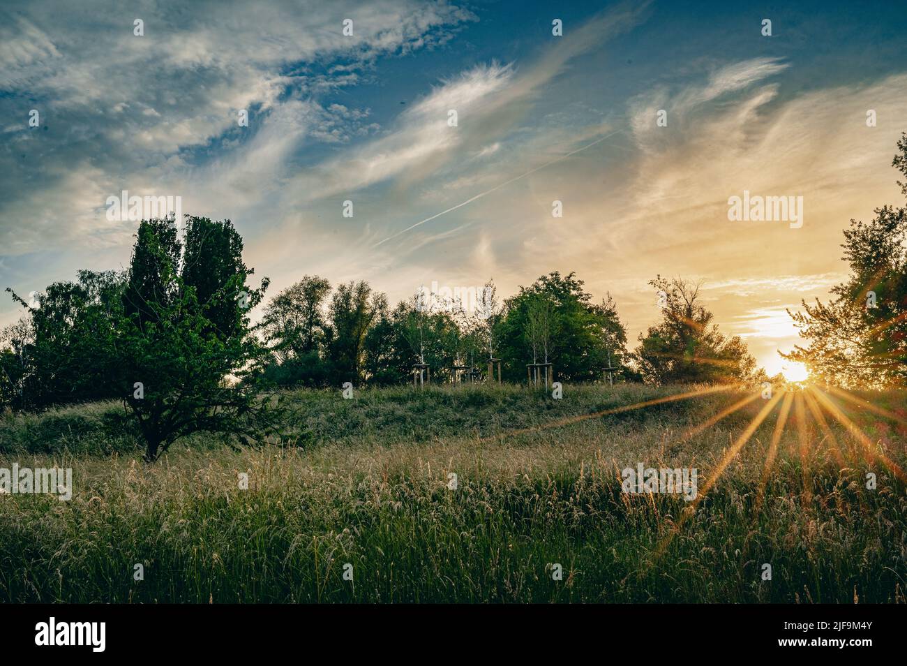Sunset over a grassy landscape bordered by a forest. Stock Photo