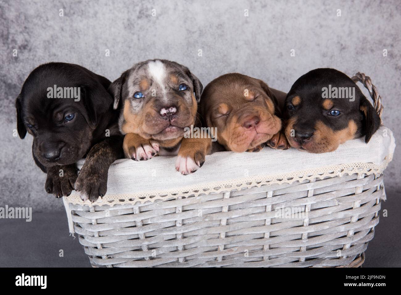 Four Louisiana Catahoula Leopard Dogs puppies on gray background Stock Photo