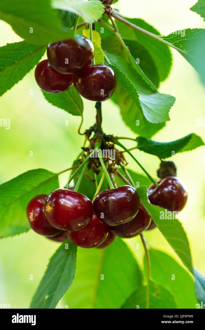 Ripe red cherries on the branch growing in the orchard garden Stock Photo