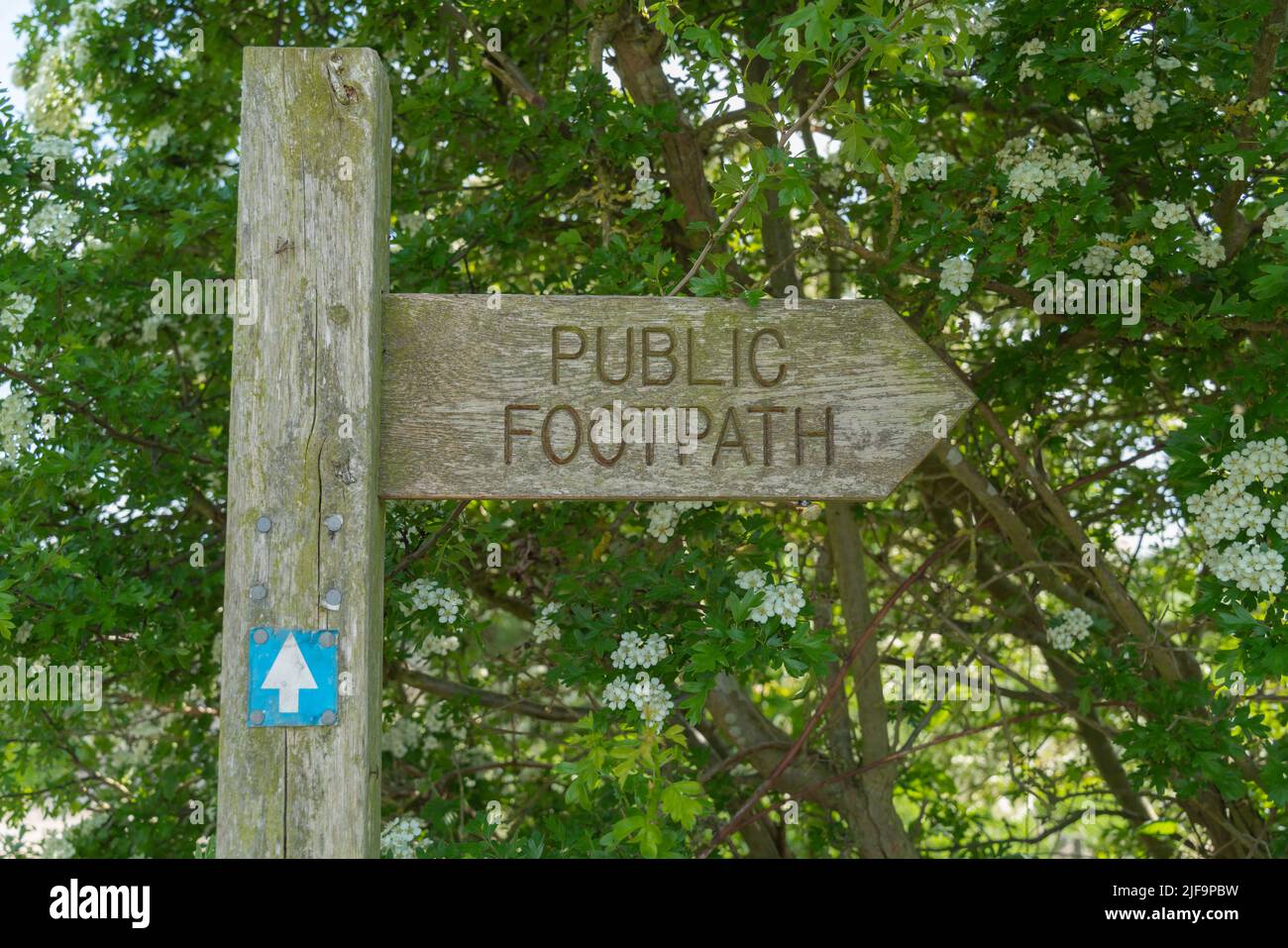 Walking, trail, route, brambles, hedgerow, narrow lane, trees, green