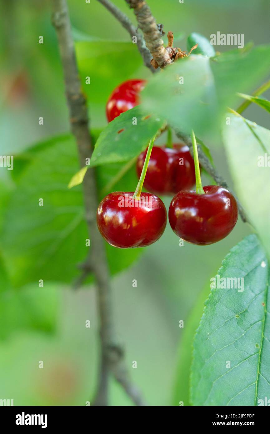 Three ripe red cherries on the branch growing in the orchard garden Stock Photo