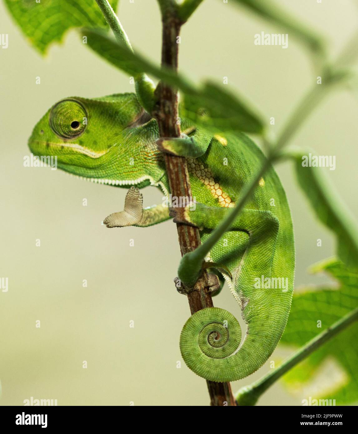 The unique foot structure of the Chameleon can be seen, A Zygodactyl foot with three and two toes fused together for a special arboreal grip Stock Photo