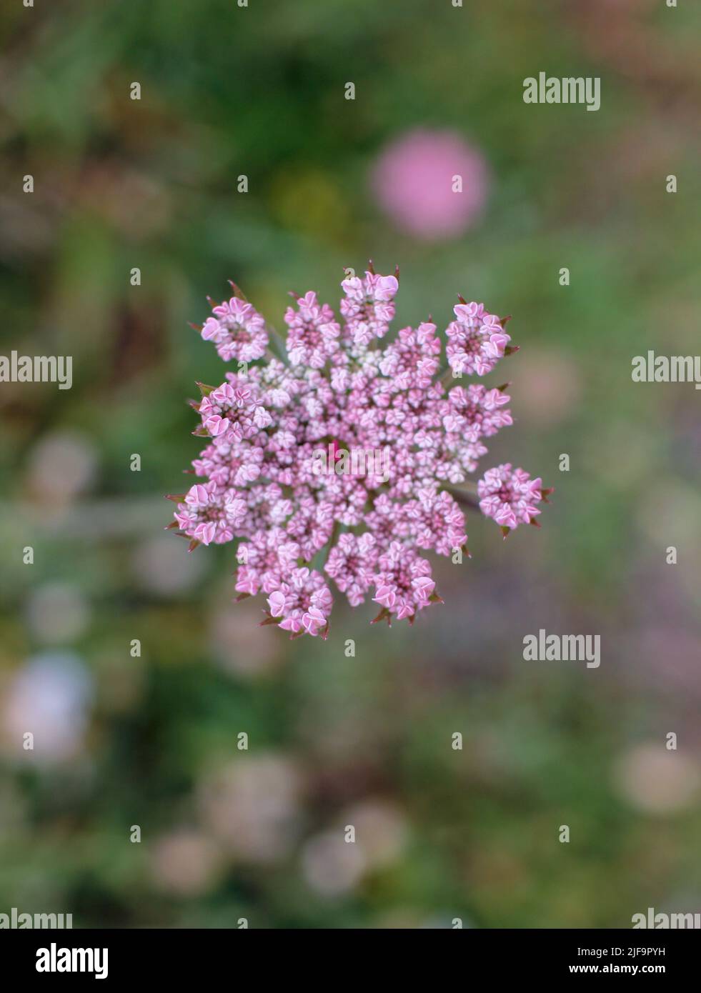 Queen Anne's Lace – Hiker's Notebook