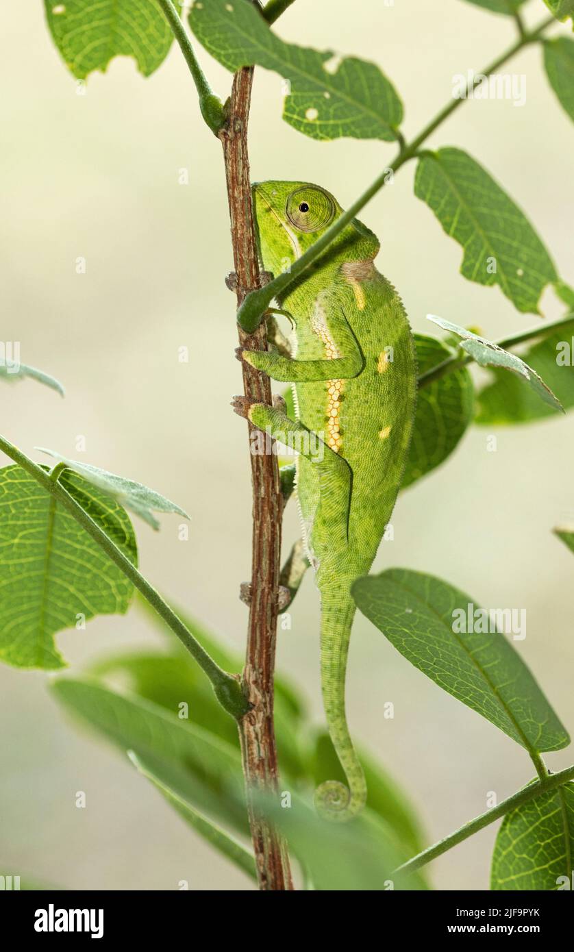 A study in camouflage, a young Flap-necked Chameleon takes on the colours of the surrounding vegetation to avoid detection by sharp eyed predators Stock Photo