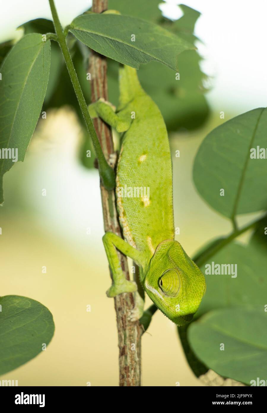 A study in camouflage, a young Flap-necked Chameleon takes on the colours of the surrounding vegetation to avoid detection by sharp eyed predators Stock Photo