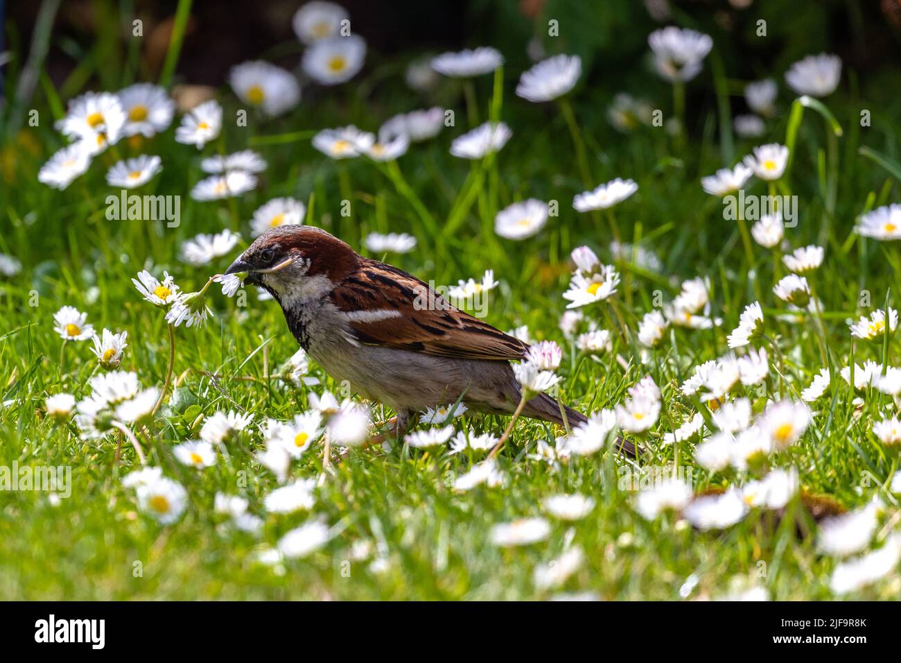 garden sparrow collecting daisies. Montrose Scotland Stock Photo