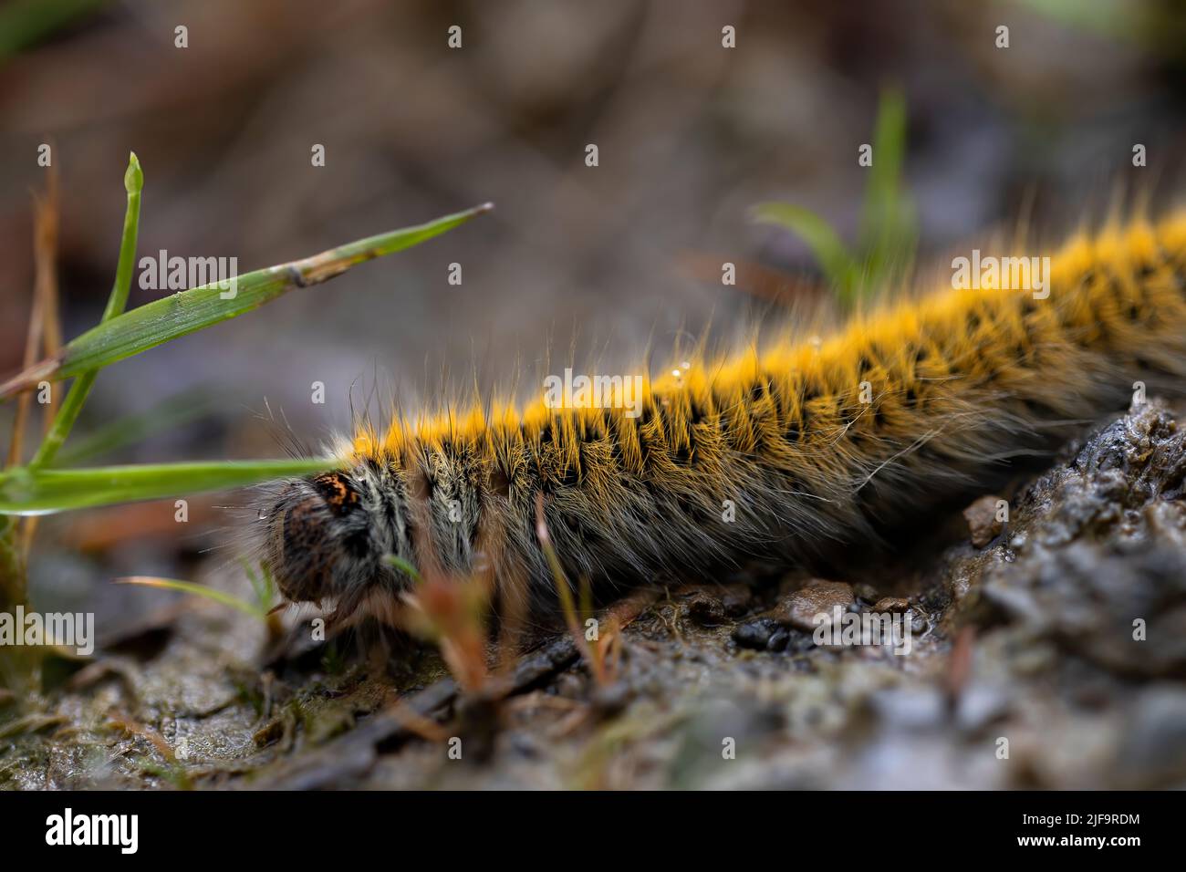 caterpillar macrothylatia rubi on a forest path. macro photography, details. wildlife. yellow caterpillar Stock Photo