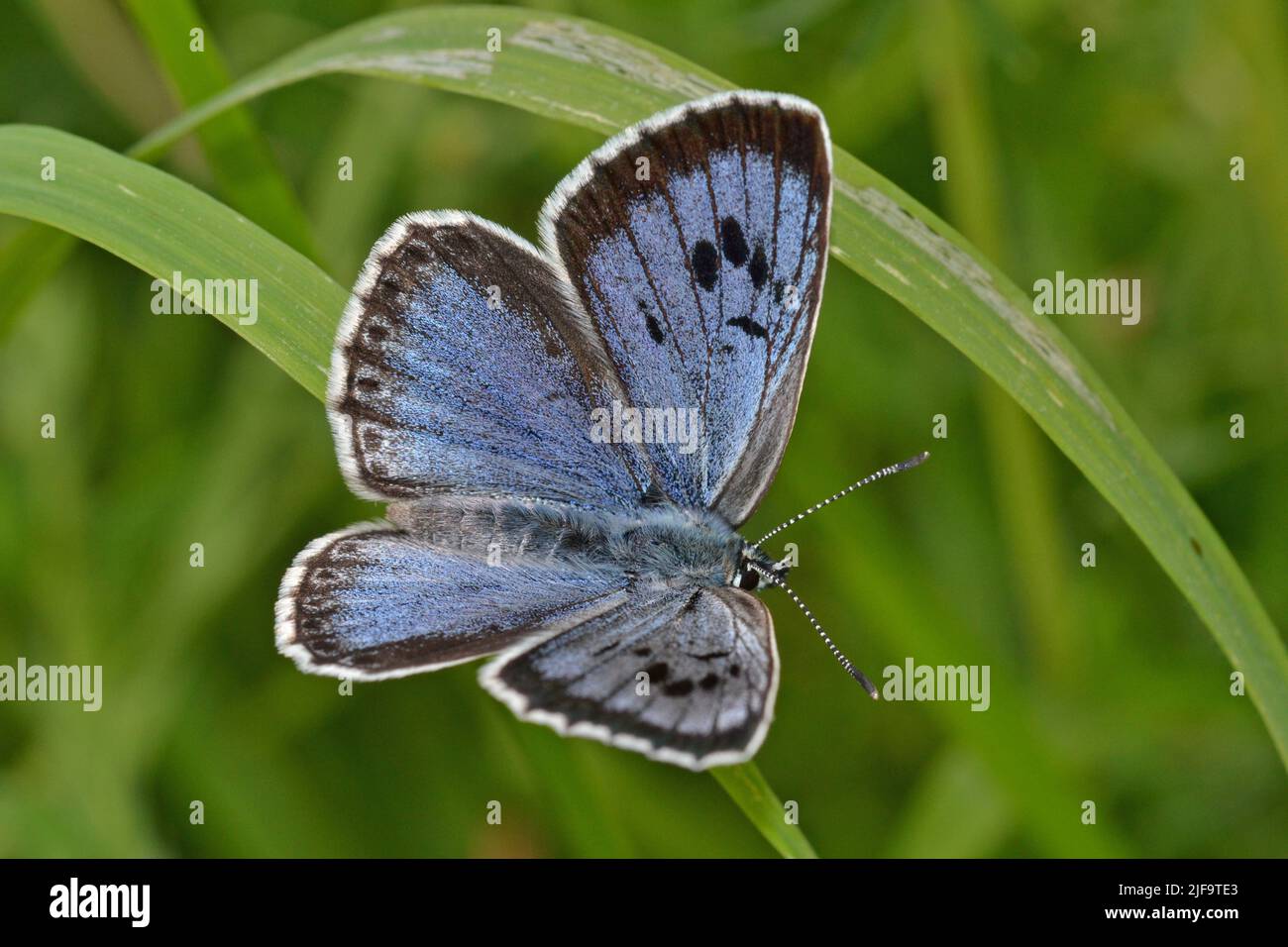 Female Large Blue butterfly, very rare, Daneway Banks, Gloucestershire, UK Stock Photo