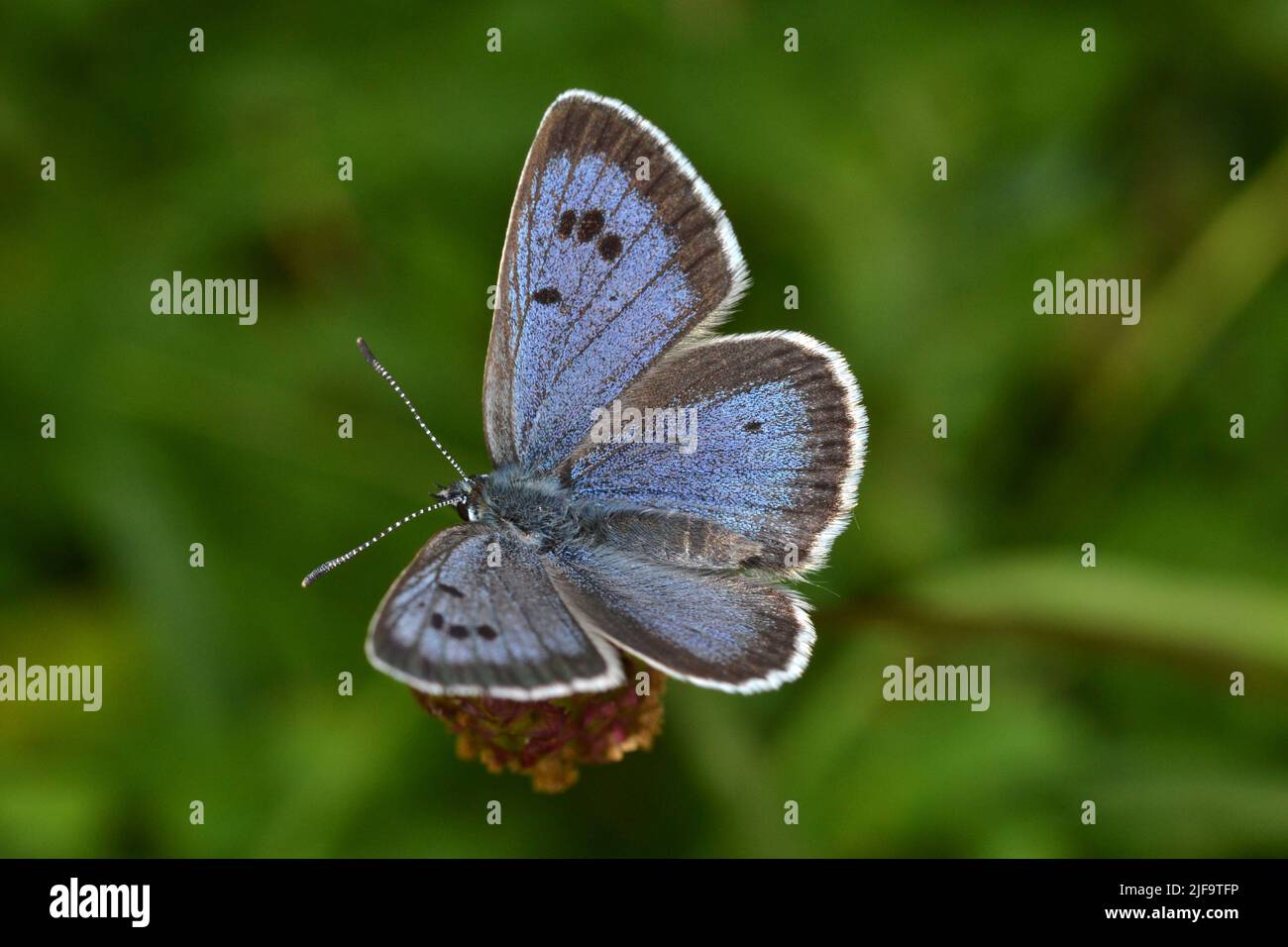 Male Large Blue butterfly, very rare, Daneway Banks, Gloucestershire, UK Stock Photo