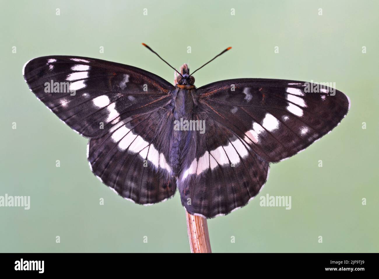 White Admiral Butterfly, UK, Ryton Woods, West Midlands Stock Photo