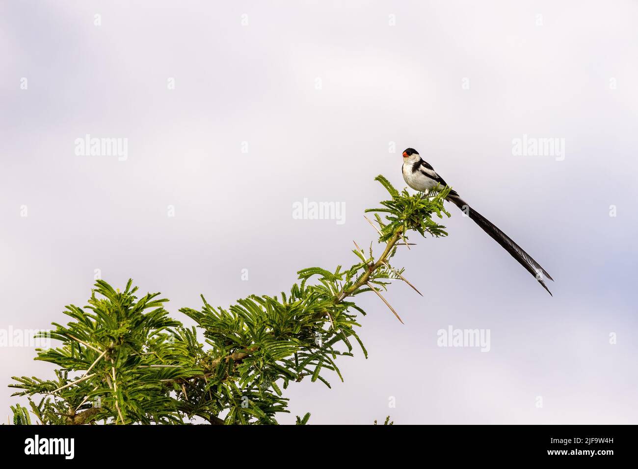 A pin-tailed whydah, vidua macroura, perched on a thorny acacia branch against soft sky background with space for text. This is a breeding male in Que Stock Photo