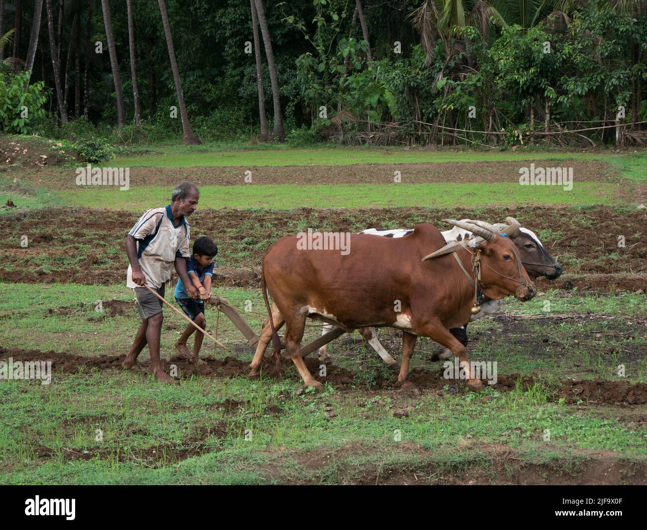 Antiquated method of ploughing with the help of cattle at Village Kudal