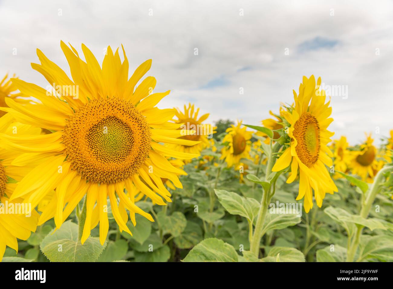 Fields of sunflowers or sun (Helianthus annuus) grown for its edible