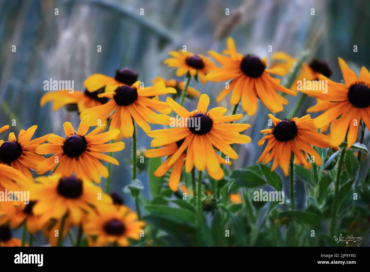 Yellow Black-Eyed Susans, Rudbeckia hirta, growing in a field of grass in spring, summer, or fall, Lancaster, Pennsylvania Stock Photo