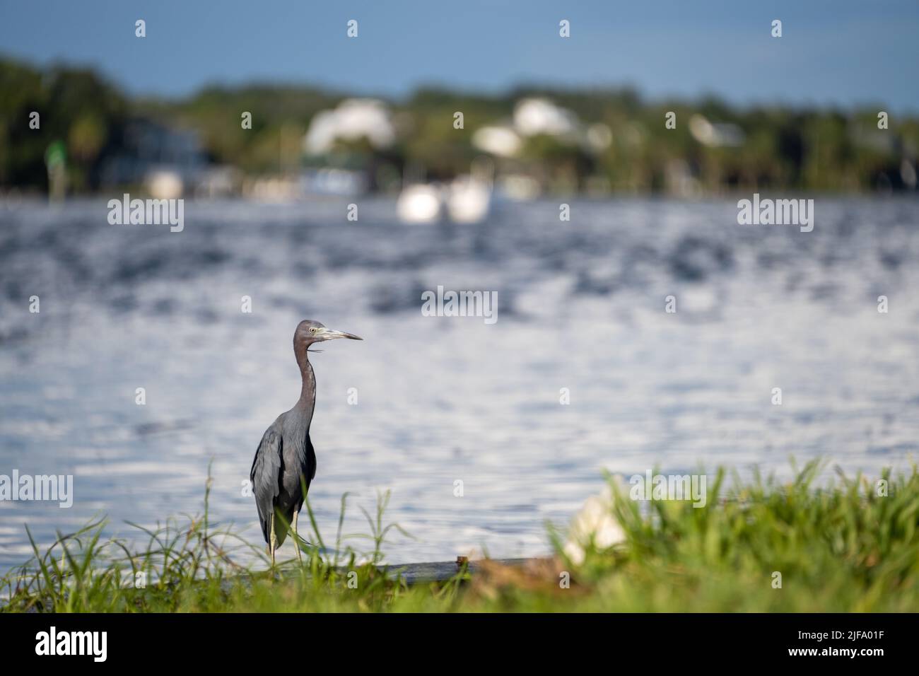 Little Blue Heron on the south bank of Florida's Crystal River. Stock Photo