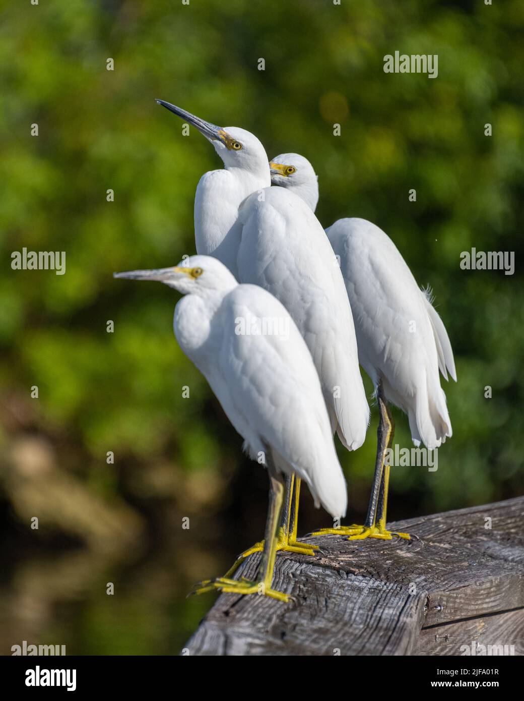 Snowy Egrets perched on a boardwalk.  Snowy Egrets were hunted nearly to extinction for their wispy feathers. Stock Photo