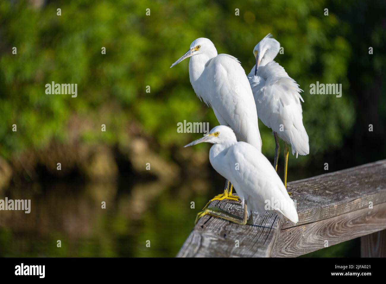 Snowy Egrets perched on a boardwalk.  Snowy Egrets were hunted nearly to extinction for their wispy feathers. Stock Photo