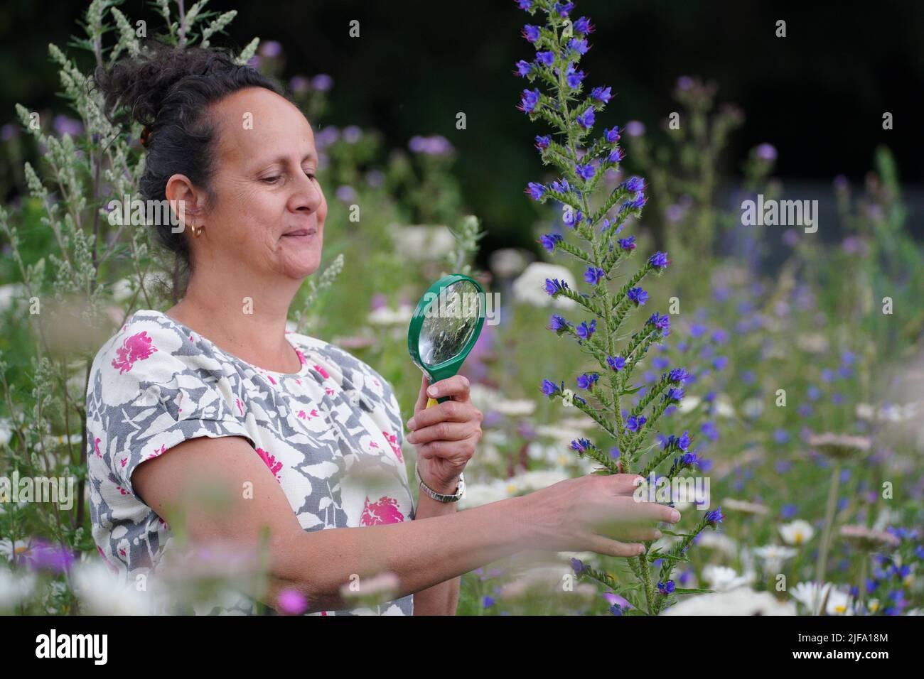 Artist Nina Edge looks at a wildflower meadow in Sefton Park, Liverpool which is part of Scouse Flowerhouse. Picture date: Friday July 1, 2022. Stock Photo