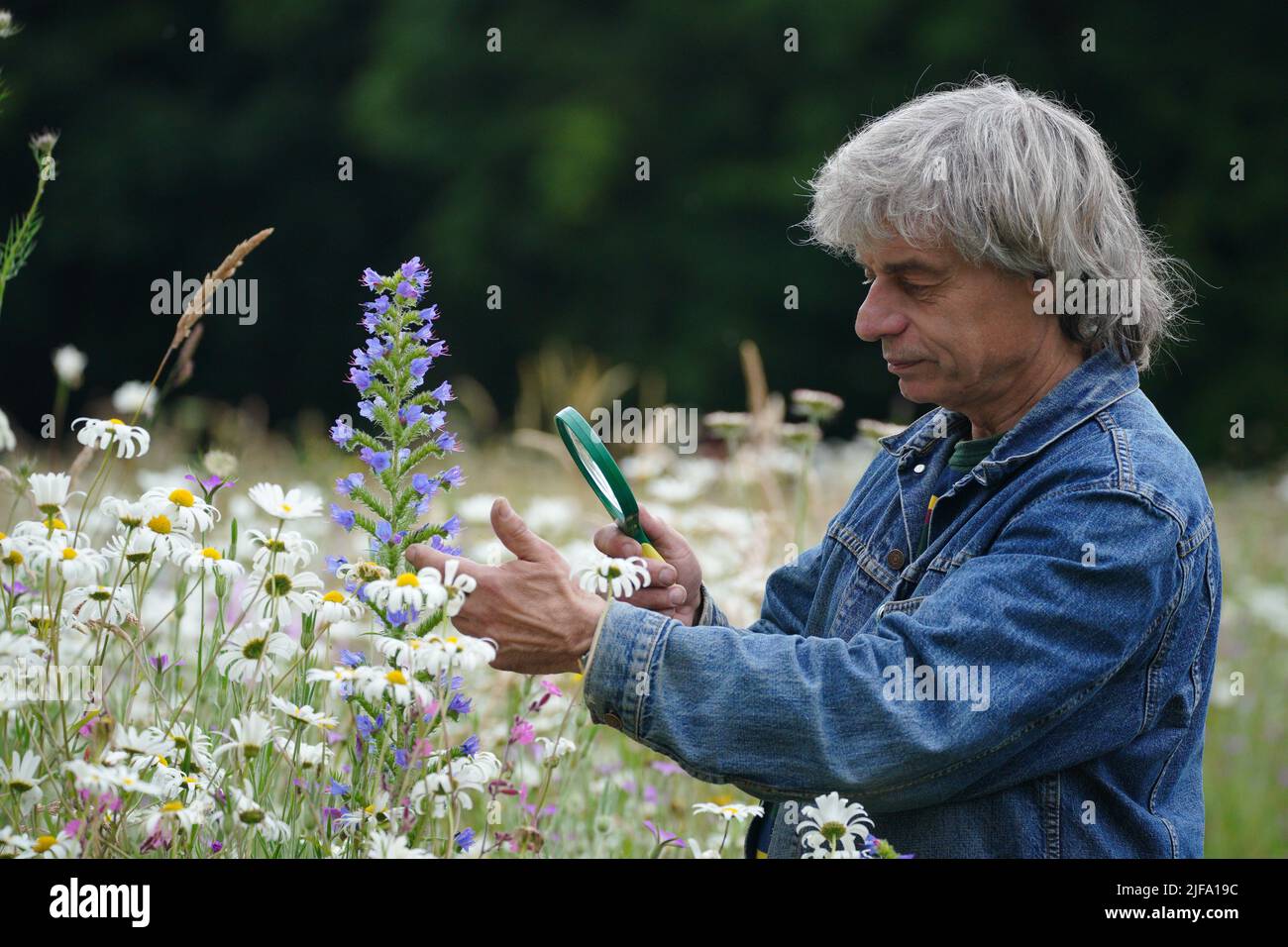 Richard Scott, Director of the National Wildflower Centre at the Eden Project, looks at a wildflower meadow in Sefton Park, Liverpool which is part of Scouse Flowerhouse. Picture date: Friday July 1, 2022. Stock Photo