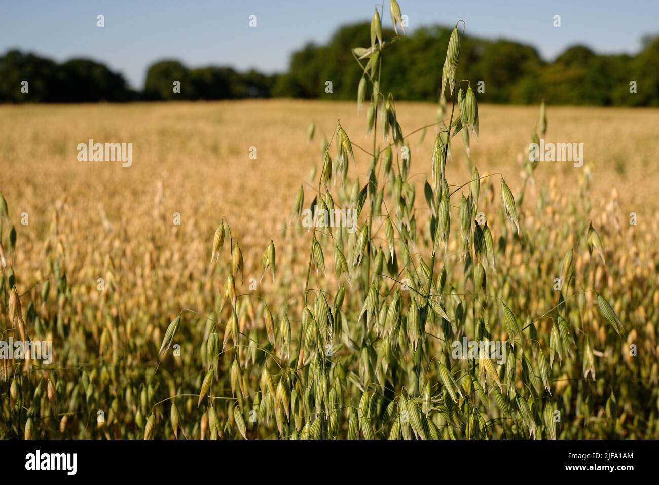 Red Oats crop (Avena Sativa) ripening in a field. Stock Photo