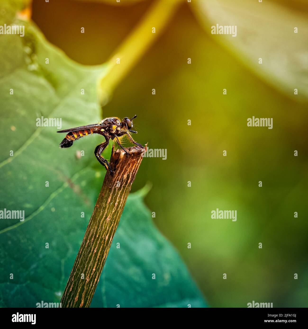Insekten Stock Photo