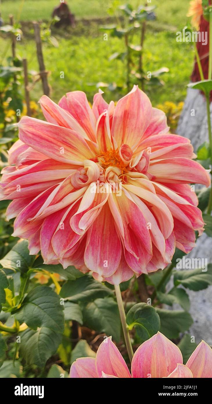 Georgina flower hi-res stock photography and images - Alamy