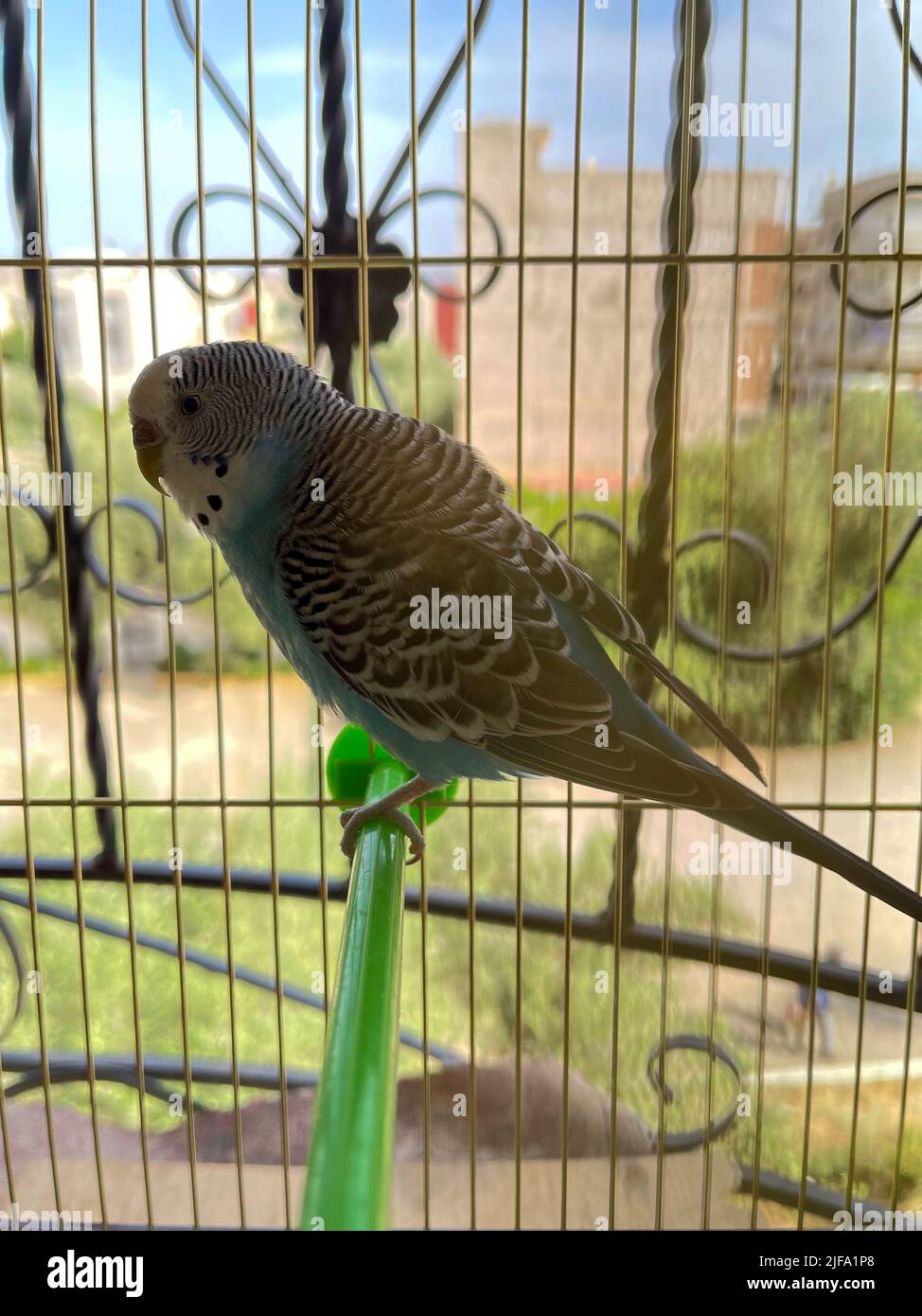Small parrot inside a cage Stock Photo - Alamy