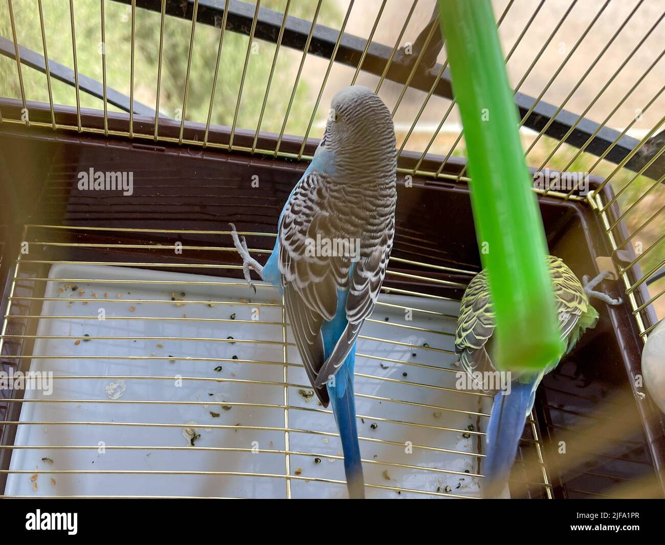 Small parrot inside a cage Stock Photo - Alamy
