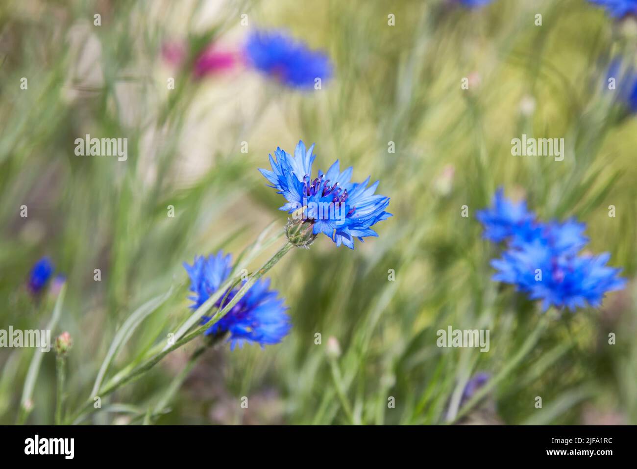 Centaurea cyanus, cornflower, field of flowers, Berlin, Germany Stock