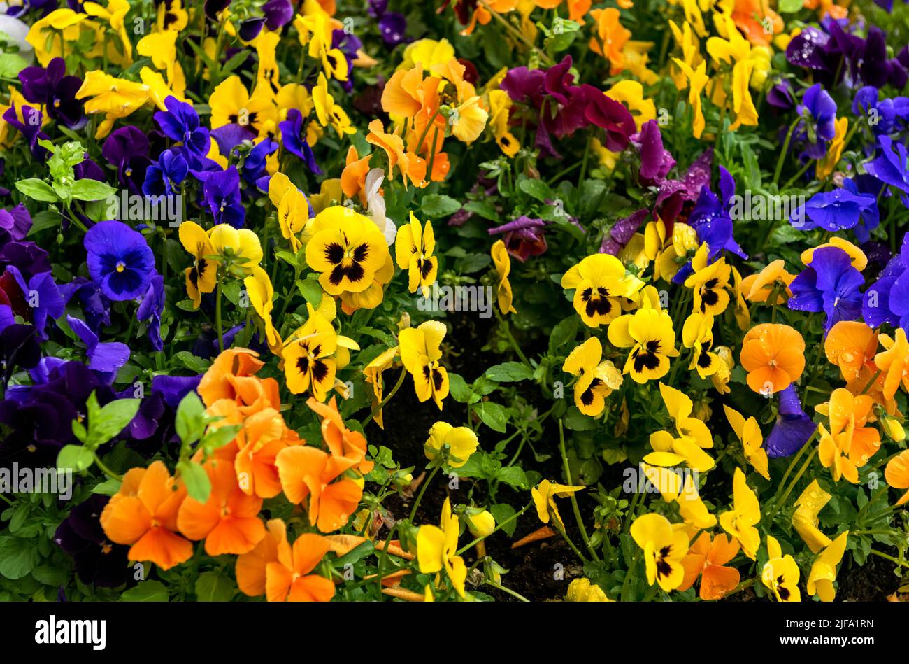 Colourful pansies and violas, Norway Stock Photo Alamy