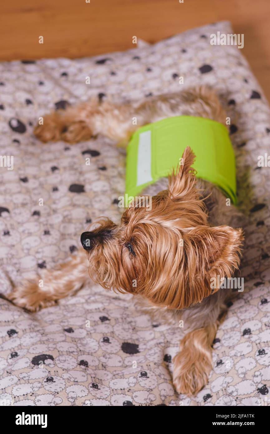 Dog in diaper. Senior Yorkshire terrier lying on his bed and wearing a