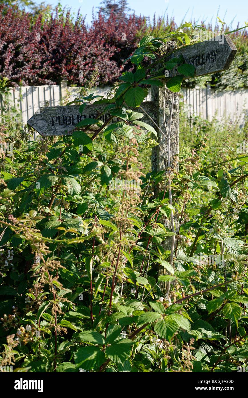 An overgrown public bridleway path sign in Sussex, England, UK. Stock Photo