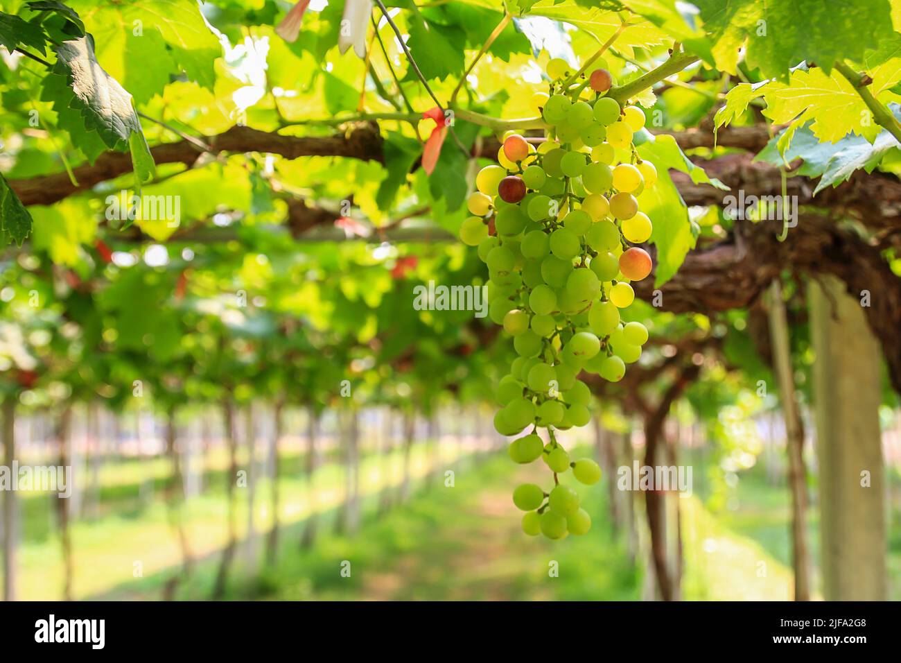 Fresh grapes in the garden with copy space Stock Photo - Alamy