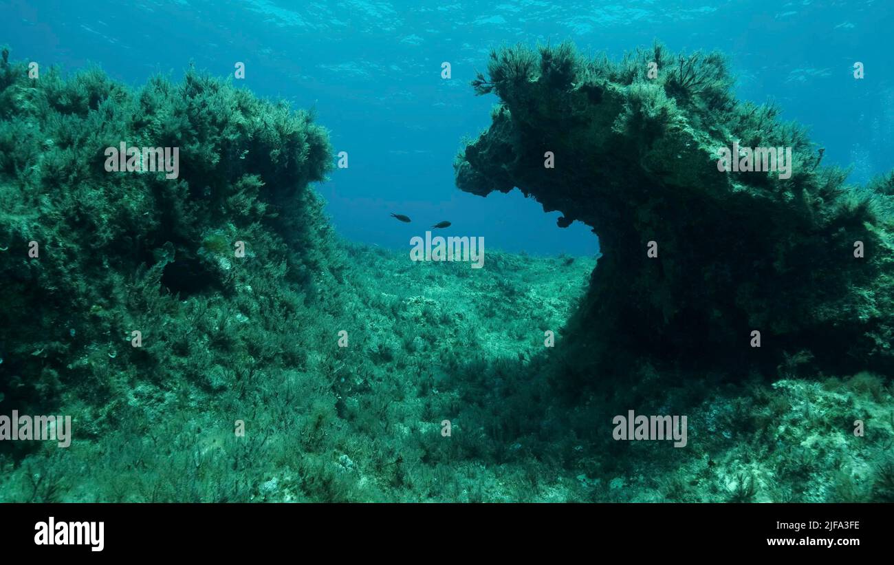Rocky seabed covered with Brown Seaweed (Cystoseira) . Mediterranean