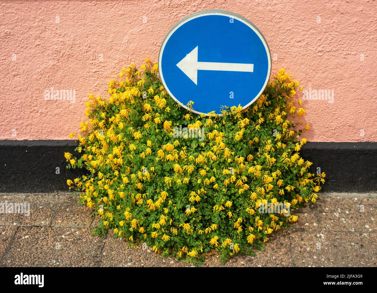 FloweringÂ Yellow (Pseudofumaria lutea) corydalis at a wall and traffic sign in Ystad, Scania, South Sweden, Scandinavia Stock Photo