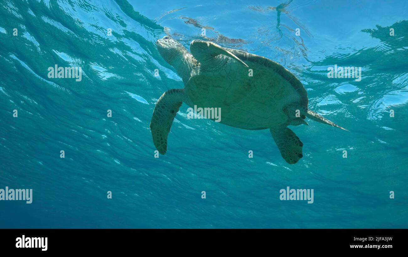 Turtle breathes hi-res stock photography and images - Alamy
