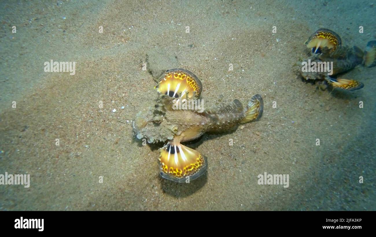 Couple Demon Stinger (Inimicus didactylus) walks on sandy bottom. Bearded Ghoul, Sea Goblin or Devilfish Red sea, Egypt Stock Photo