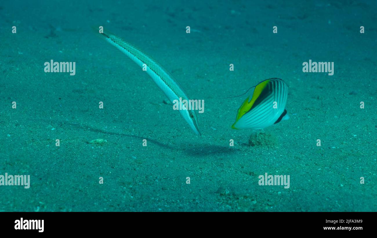 Butterfly fish with Wrasse fish feeds on the sandy bottom. Cross Stripe ...