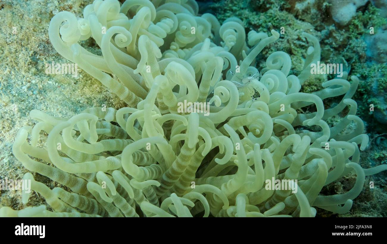 Small transparent shrimp sits on an anemone. Red Sea, Egypt Stock Photo