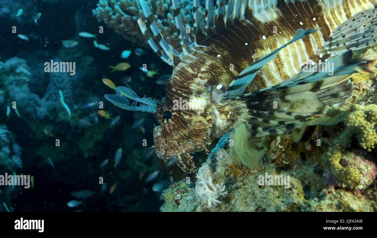 Large shoal of Miry's damselfish (Neopomacentrus miryae) swims near coral reef, Red Lionfish (Pterois volitans) lie on the reef and looks on the Stock Photo